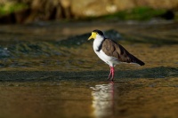 Cejka australska - Vanellus miles - Masked Lapwing o5217